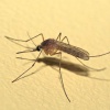 Как избавиться от назойливых комаров?